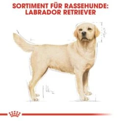 ROYAL CANIN Labrador Retriever Adult 12 Kg 12 ROYAL CANIN Labrador Retriever Adult 12 Kg -EUKANUBA Verkäufe 0fd6544b3929e2d70d0fdf71aff449666b66b55e c1482dc18e750c386b499feb71ddb619e49b18c5