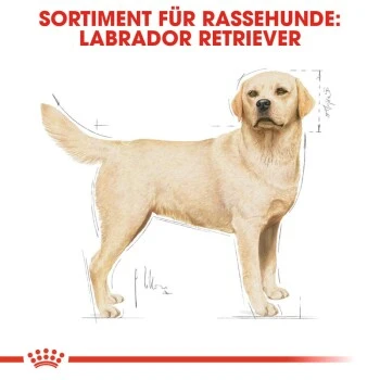 ROYAL CANIN Labrador Retriever Adult 12 Kg 6 ROYAL CANIN Labrador Retriever Adult 12 Kg – Bild 4