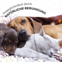 Aniforte Bachblüten Protest 8 Aniforte Bachblüten Protest -EUKANUBA Verkäufe 2588226ebcbbd40f01b907ef368da65b2a00ff55 1480465 de DE 3ebd76937caa06852ee58c852a369637b3a50c858P4hCz