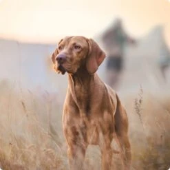 REAL NATURE Junior Kalb & Huhn 6x800 G -EUKANUBA Verkäufe 2a7e6cb20be89e03efc3fb044f52385d1267f3cd 1314110 de DE Real Nature Original Dog bild 5