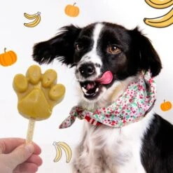 BeG Buddy Starter-Kit Hundeeis, Eis, Kürbis 8 BeG Buddy Starter-Kit Hundeeis, Eis, Kürbis -EUKANUBA Verkäufe 608ea90f77a34d2fe8ebfaf9d51759fc5ef62af1 1385379 de DE f7a832d61d975c462da722fc1c35457ac97e02edTRjcmC
