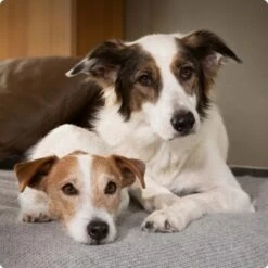 SELECT GOLD Sensitive Senior Huhn & Reis 6x400 G 8 SELECT GOLD Sensitive Senior Huhn & Reis 6x400 G -EUKANUBA Verkäufe 6abb6915af23c615d0cf74853b0a3bb663e7931c 1096086 de DE 4 Select Gold Dog 15