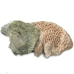 ProCani Buy Nature Pansen Grün 16x500 G -EUKANUBA Verkäufe 71a8a83dd756fbb16781bf6cc22fc4476cf3d110 1408847 de DE Pansen Napf Aufsicht 2