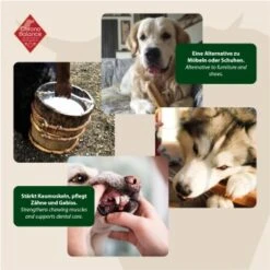 ChronoBalance Kuhmilch Käsestick (M) 2er Paket -EUKANUBA Verkäufe 9601d295b35f9676b7f908837c6a6701b7df7140 1418706 de DE 6e5d452c715e3c46c21bd7dd434bb74b98e2078fzCjb4S