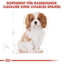 ROYAL CANIN Cavalier King Charles Puppy 1,5kg 18 ROYAL CANIN Cavalier King Charles Puppy 1,5kg -EUKANUBA Verkäufe b61aedf9bd8d9f993d38a0d1f624b61ac5587ac8 37c744fbbc45bd93069752b44af4a2e5d6bff7a9