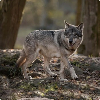 REAL NATURE WILDERNESS Maxi Adult Black Earth Rind Mit Strauß & Büffel 4 Kg 7 REAL NATURE WILDERNESS Maxi Adult Black Earth Rind Mit Strauß & Büffel 4 Kg – Bild 5