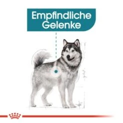 ROYAL CANIN Maxi Joint Care 10 Kg 12 ROYAL CANIN Maxi Joint Care 10 Kg -EUKANUBA Verkäufe e748880de14991fb632a51a495c563812e60a2a1 f0758faf2eb51624bd07aac359517b476d2f3242