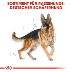 ROYAL CANIN Deutscher Schäferhund Adult 11 Kg 13 ROYAL CANIN Deutscher Schäferhund Adult 11 Kg -EUKANUBA Verkäufe e9cdd4bccca28fab02a00815a120dd87036591e8 8da61ea876c2efb3fc2108d51700aba967e57469