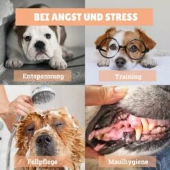 BeG Buddy Schleck-Kit, Leckmatte + Eis -EUKANUBA Verkäufe eba268457e1b2a903d78d255eb815f62a57708e1 1480658 de DE d924f0bb8e68101ebbb22782b82d5b2a367631bdSk5hjI