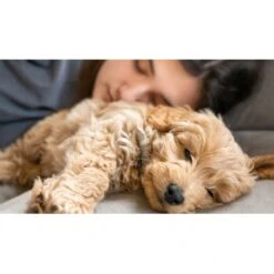 Mammaly Puppy Power 110g -EUKANUBA Verkäufe ee84baad2292c99133ef1aa1b1de8be40c6f9e3a 1472892 1