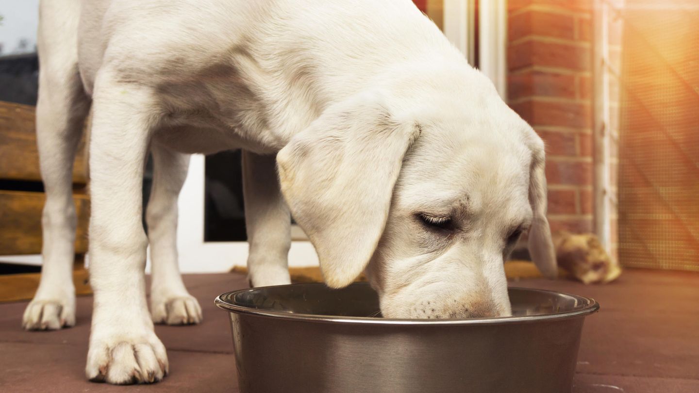 EUKANUBA Verkäufe 30 EUKANUBA Verkäufe -EUKANUBA Verkäufe richtige ernaehrung des hundes